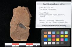 Foto (Objekt + Etikett) von Pinus latoniae Ettingshausen (NHMW-GEO-2024-0188-0337)
